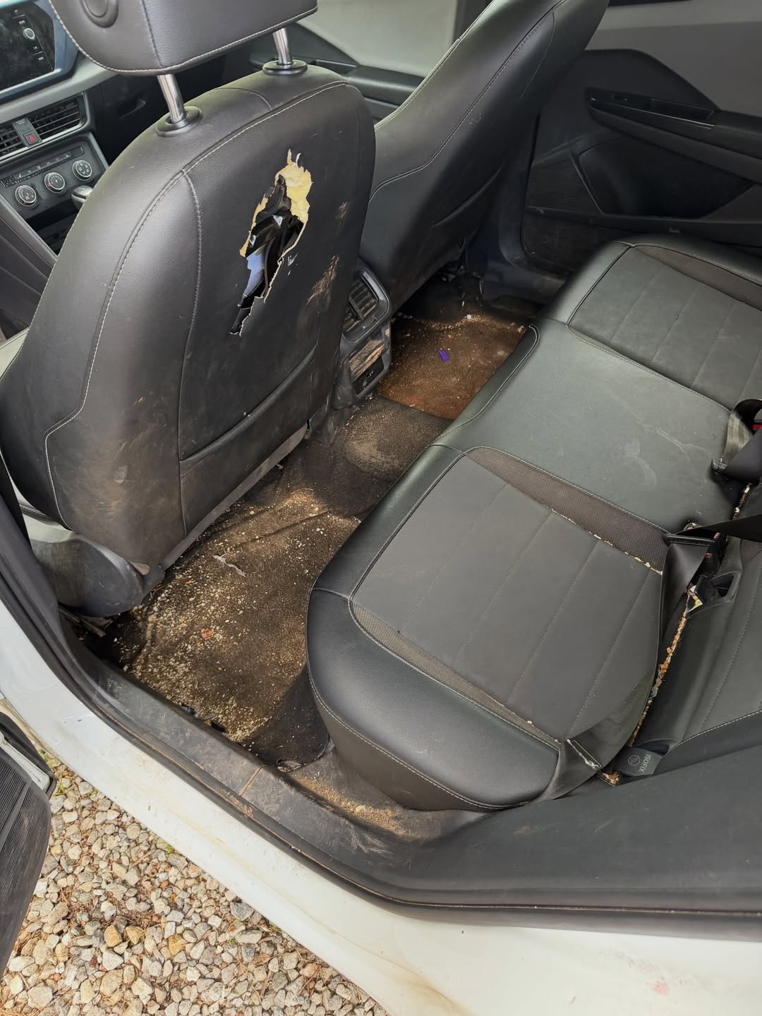Carpet & Upholstery Shampoo by MaddStripez Detailing